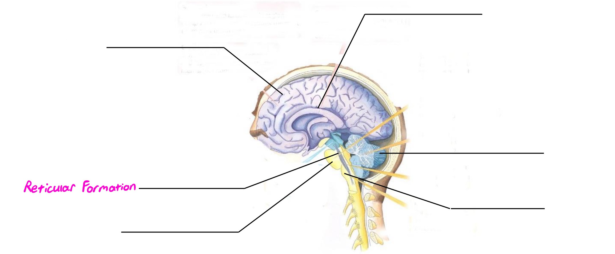<p>Part of hindbrain; deals with attention, alertness, arousal</p>