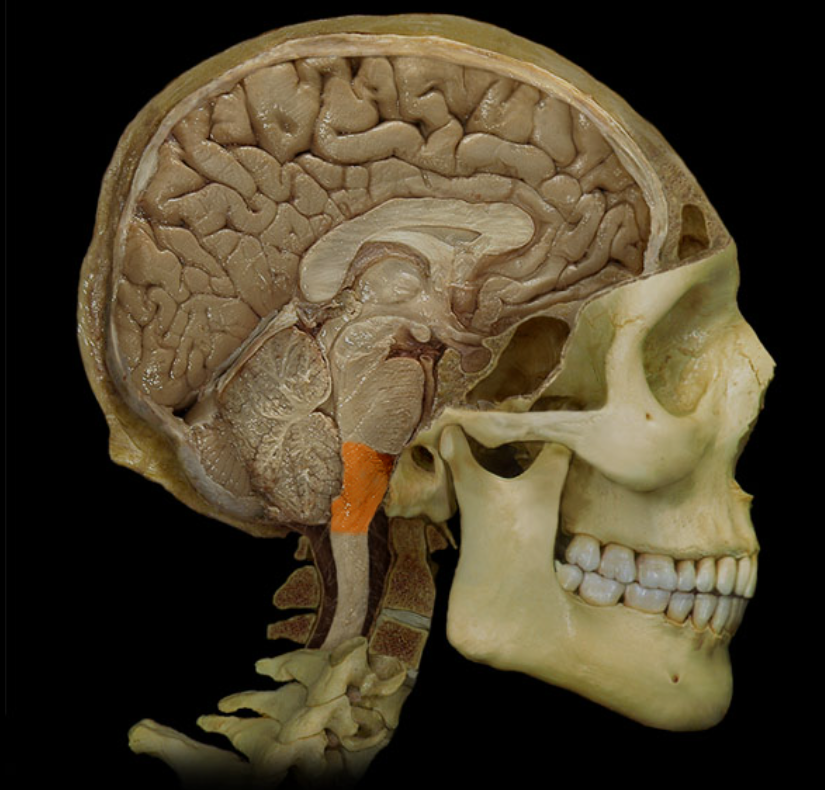 <p>What is this and what is its function?</p>