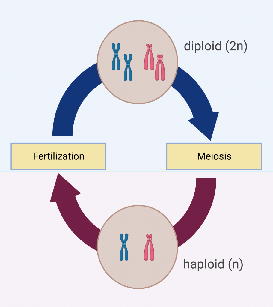 <p>The process which two haploid cells (gametes) fuse to from a diploid zygote</p><p>A make gamete (sperm) and a female gamete (egg) fuse to form a zygote.</p>