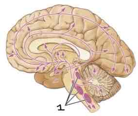 <p>This Diagram shows the _____</p>