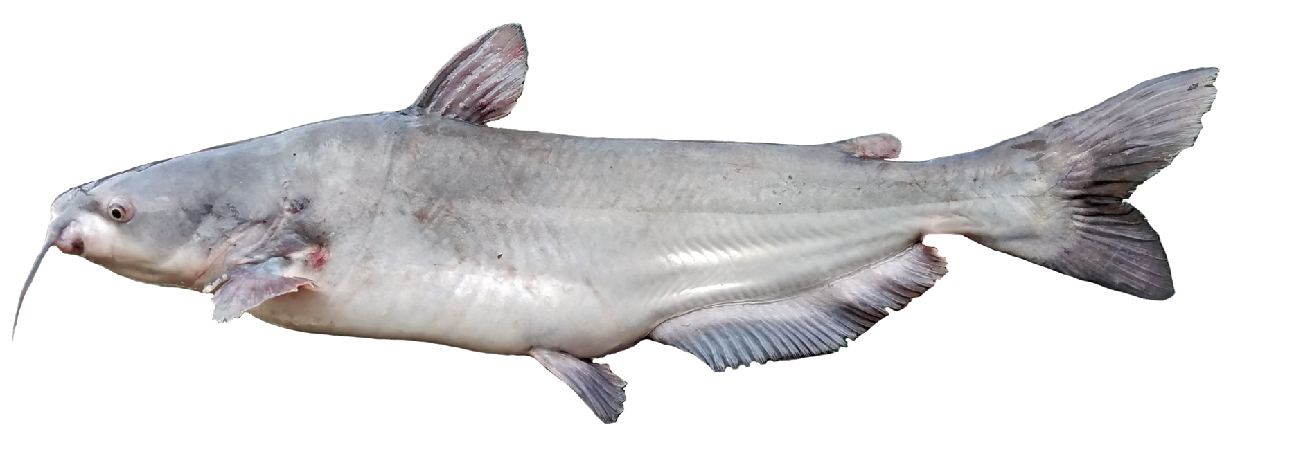 <p>Ictaluridae;</p><p>Blue catfish;</p><p><span><em>Ictalurus furcatus</em></span></p>