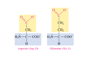 <ul><li><p>polar acidic amino acids have a deprotonated carboxylic acid side chain at 7.4 pH </p></li><li><p>loses H</p></li><li><p>COO-</p></li></ul>
