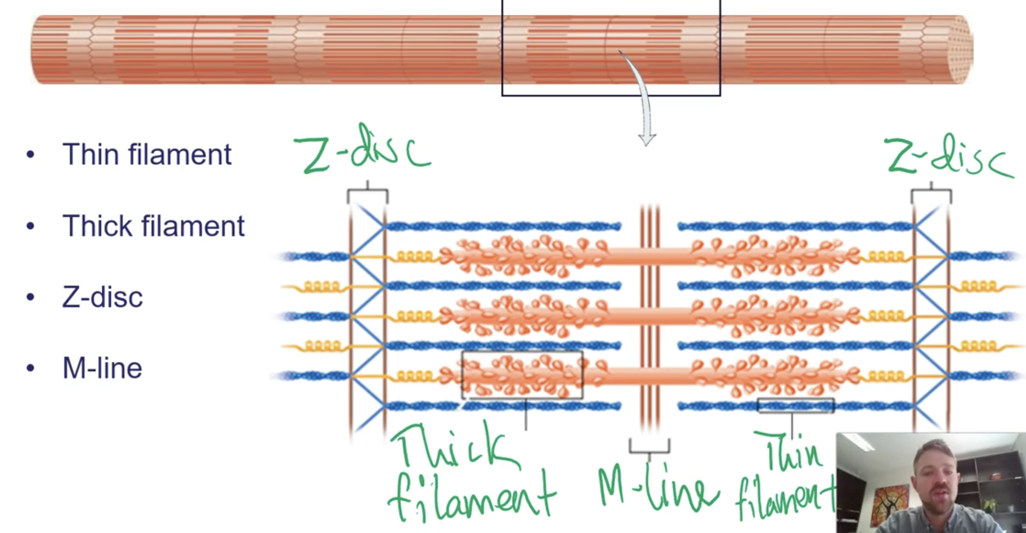 <p>Skeletal muscle has a striped (striated) appearance due to repeating units called sarcomeres in each cylindrical myofibril. Each sarcomere contains thin filaments (attached to the Z-discs at each end) and thick filaments (attached to the M-line in the center). The overlapping of these filaments creates the striated pattern.</p>