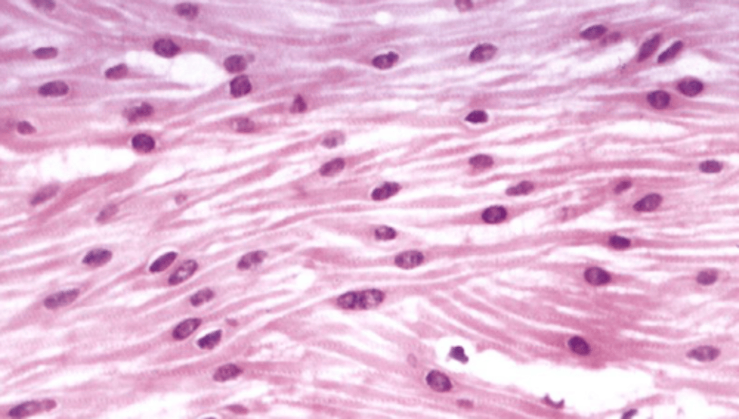 <p>-Beweegbaar</p><p>- 'sliding filament' principe: dit is hoe dunne actinefilamenten en dikke myosinefilamenten langs elkaar glijden binnen het sarcomeer of zo spieren samen te trekken of te ontspannen</p><p>- energiebehoefte: heeft energie nodig in de vorm van ATP</p><p>- aansturing</p>