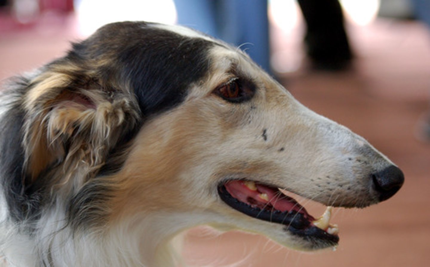 <p>a long, narrow skull (Greyhound)</p>