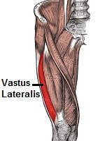 <p><span>Extend knee.</span></p>