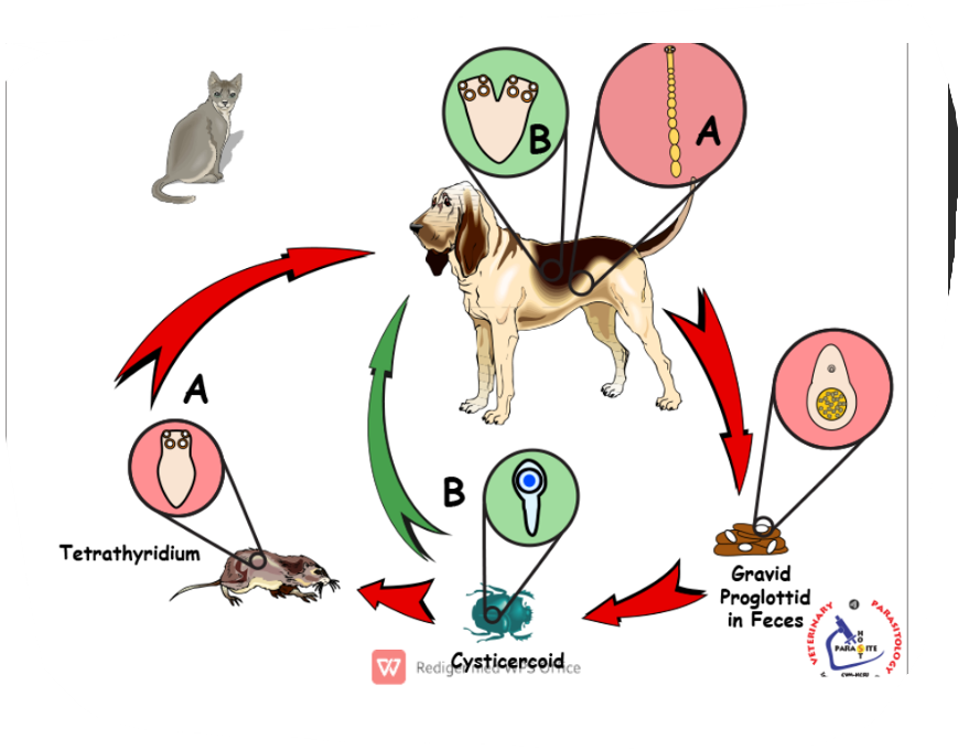 knowt flashcard image
