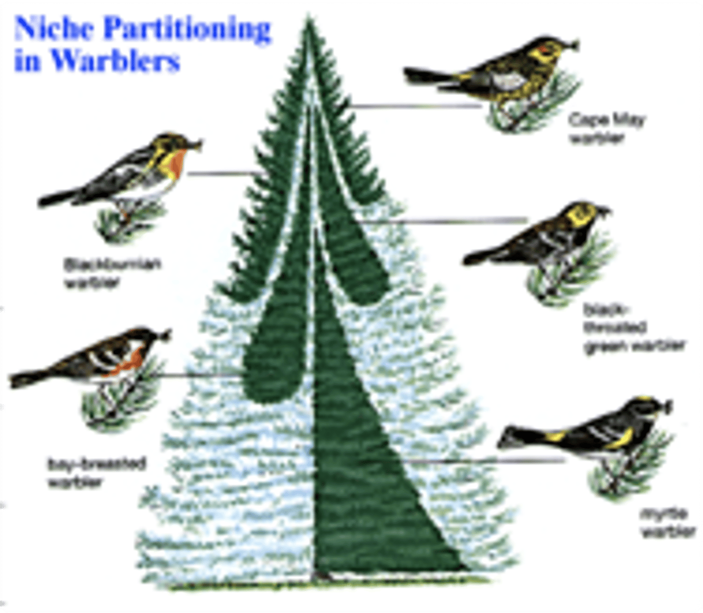 <p>the process by which competing species use the environment differently in a way that helps them to coexist (temporal for detritivore invertebrates like bears and crows, spatial for warber birds)</p>