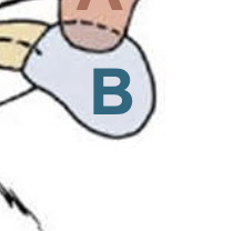Käkspottkörtel