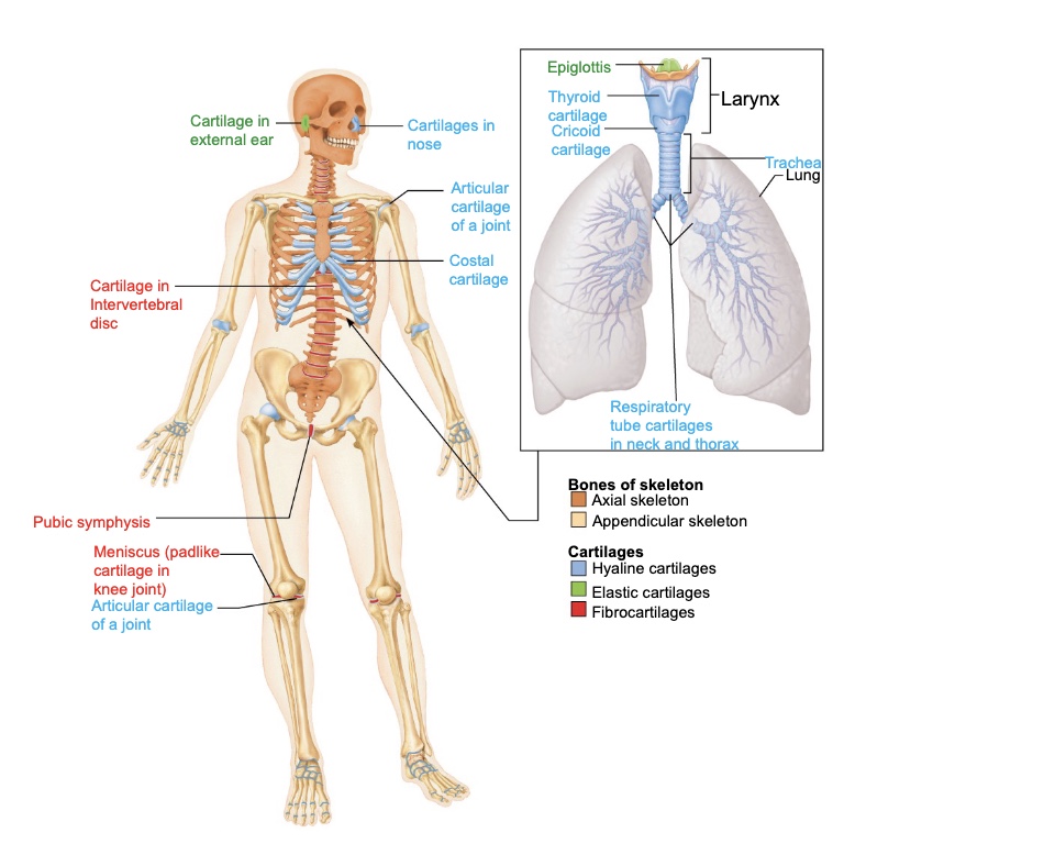 <ul><li><p>it initially consists of cartilage, which is later replaced by bone except in areas that require flexibility</p></li></ul><p></p>