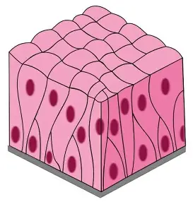 <p>cells that are taller than they are wide, typically found in areas involved in absorption and secretion. </p>