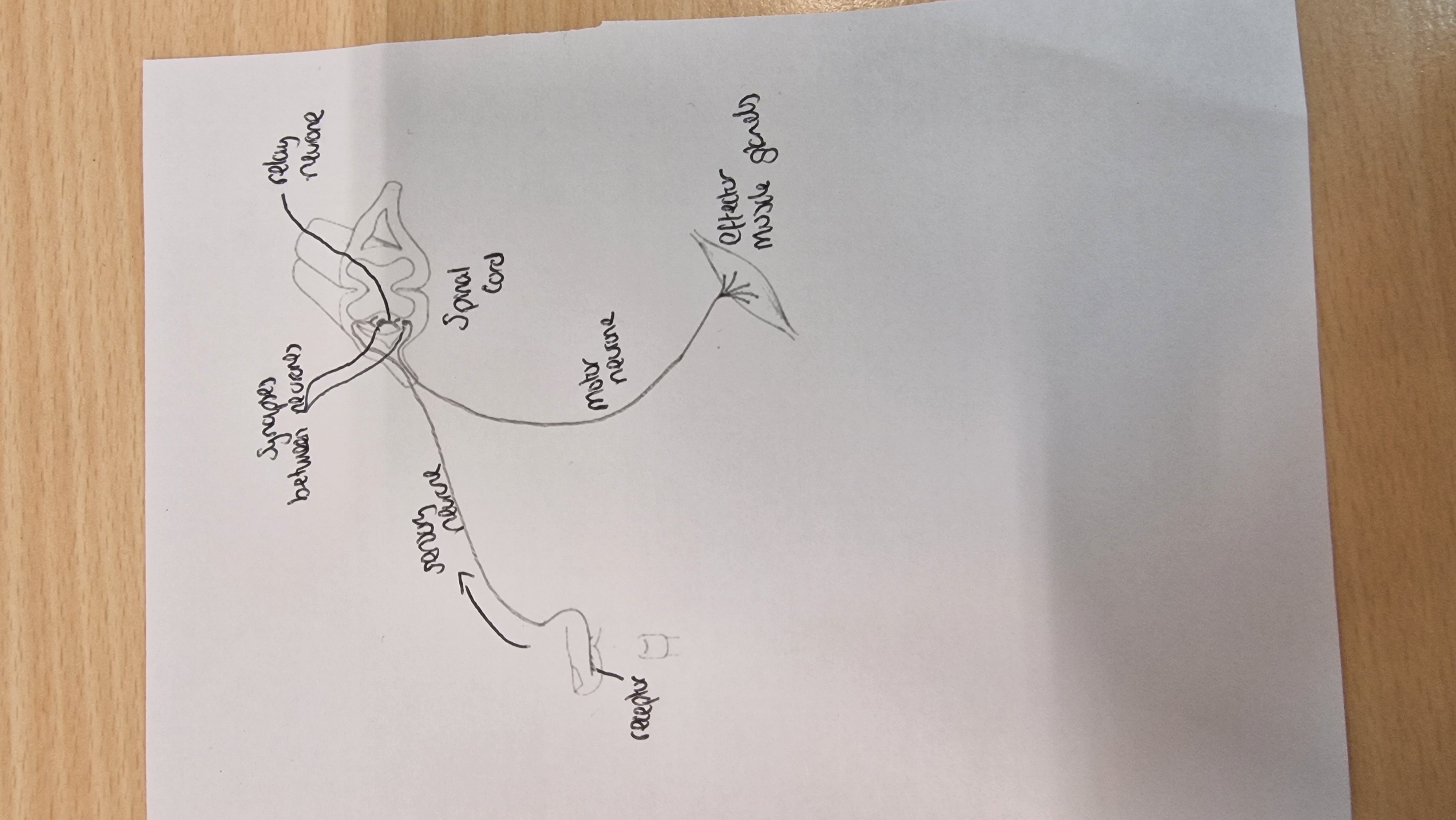 <p>receptor —&gt; sensory neurone —&gt; synapse —&gt; relay neurone —&gt; synapse —&gt; motor neurone —&gt; effector (muscle glands)</p>