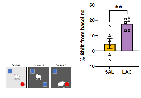 <p>Male Sprague Dawley rats with early life diet exposure:<br>o All rats received AIN-93G baked diet<br>➢ Rats were weaned onto baked chow at PN 21 (to reduce the likelihood that they would have Lactococcus from any other diet)<br>o Probiotic supplementation from PN 26-40:<br>➢ Gavages of saline given 3 days/week (SAL)<br>➢ <strong>Gavages of Lactococcus (200 μL of 109 CFU/mL per day) given 7 days/week (LAC)</strong></p><p><br>o AGEs, memory, and Lactococcus<br>➢<strong> Early life 2-week daily Lactococcus gavage (LAC) improved memory performance compared to 3 days/week saline gavage (SAL) among rats given early life diet high in AGEs.</strong></p>