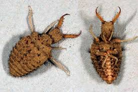 <p>Predatory larvae that dig pit traps in sand to capture and consume ants and other small insects.</p><ul><li><p>larvae: predator</p></li><li><p>require sandy soil/covered with something so they are protected from frequent /divert rain falls</p></li><li><p>larvae: build funnel - like trap in sandy soil use to catch insect preys</p></li></ul><p></p>
