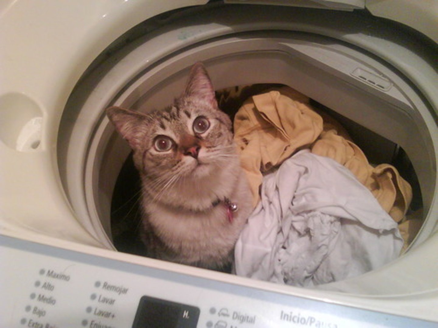 <p>the washing machine</p>