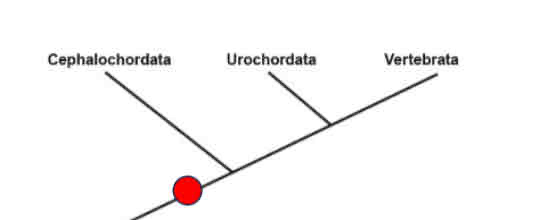 <p>What theory does this phylogeny support?</p>