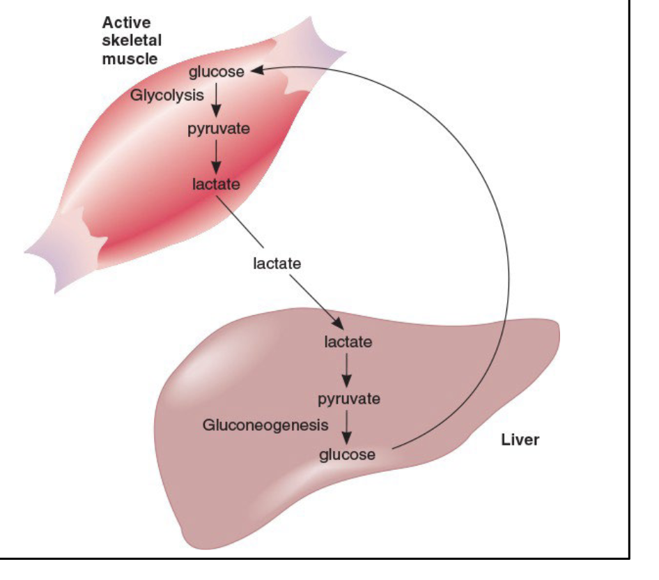 <p>Process where glucose is converted to lactate in muscle tissue, lactate is reconverted to glucose in liver, and glucose is returned to the muscle</p><p>During active exercise:</p><ul><li><p>Lactate levels increase in muscle tissue and the compound diffuses out of the tissue into the blood</p></li><li><p>Lactate is taken to liver and converted back to pyruvate</p></li><li><p>Pyruvate is converted to glucose by gluconeogenesis and glucose enters the blood and returns to the muscles</p></li></ul><p></p>