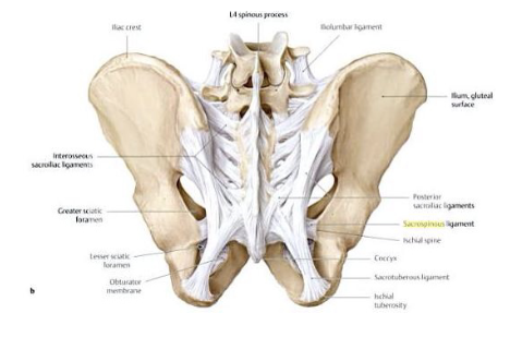 <ul><li><p>anterior sacroiliac ligament </p></li><li><p>interosseous sacroiliac ligament</p></li><li><p>posterior sarcoiliac ligament </p></li><li><p>sacrotuberous </p></li><li><p>sacrospinous </p></li></ul><p></p>