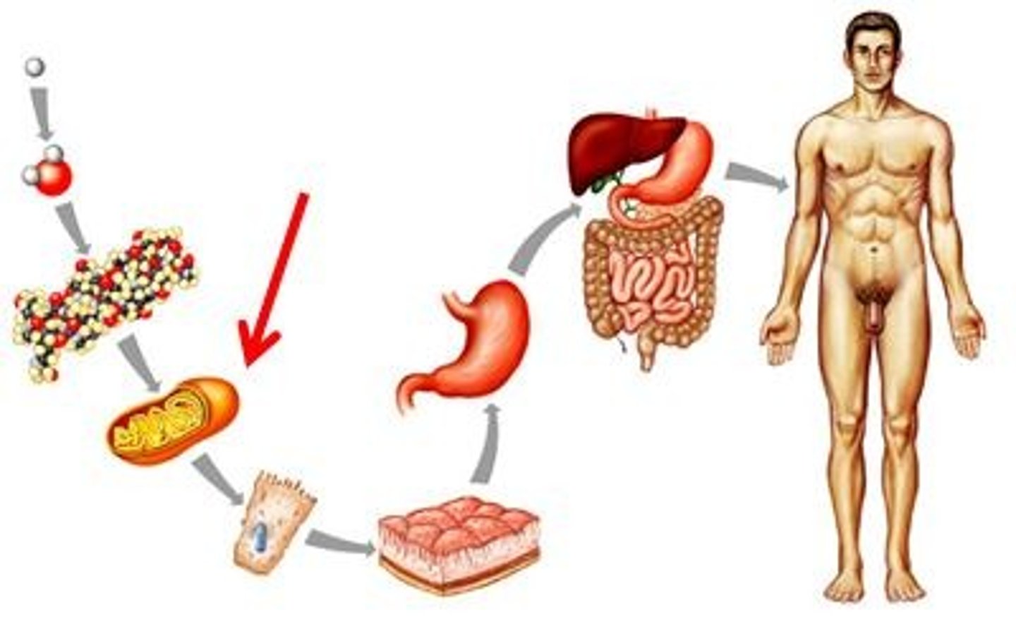 <p>membrane-bound structure that is specialized to perform a distinct process within a cell.</p>