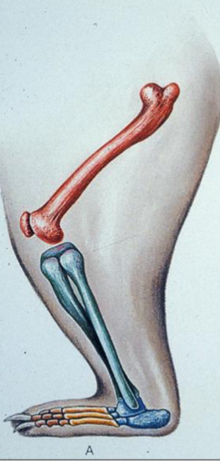 <p>ankle bones strike the ground during a step. Digits on ground. </p>