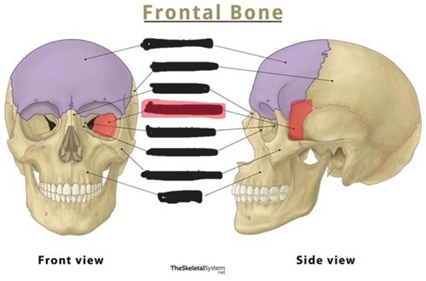 <p>Sphenoid bone</p>