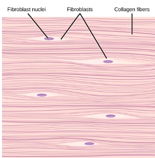 dense connective tissue 