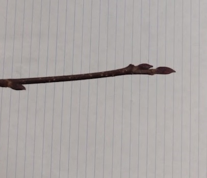<p>purplish/red-brown plump buds, stalked, 1/4-1/2” long stalk, fine down; slender to mod. stout twig, light color lenticels</p>