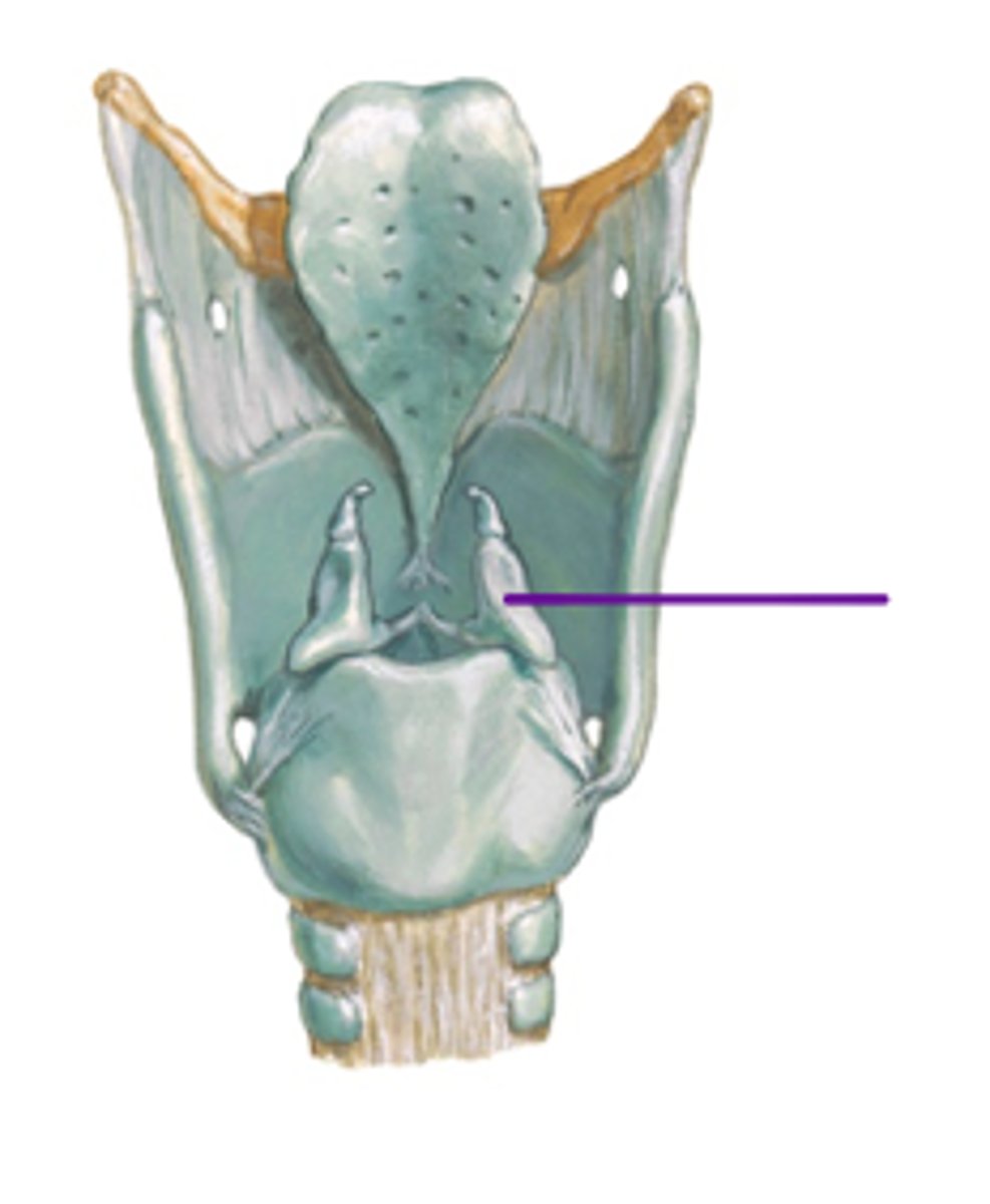 <p>Arytenoid, Corniculate, Cuneiform</p>