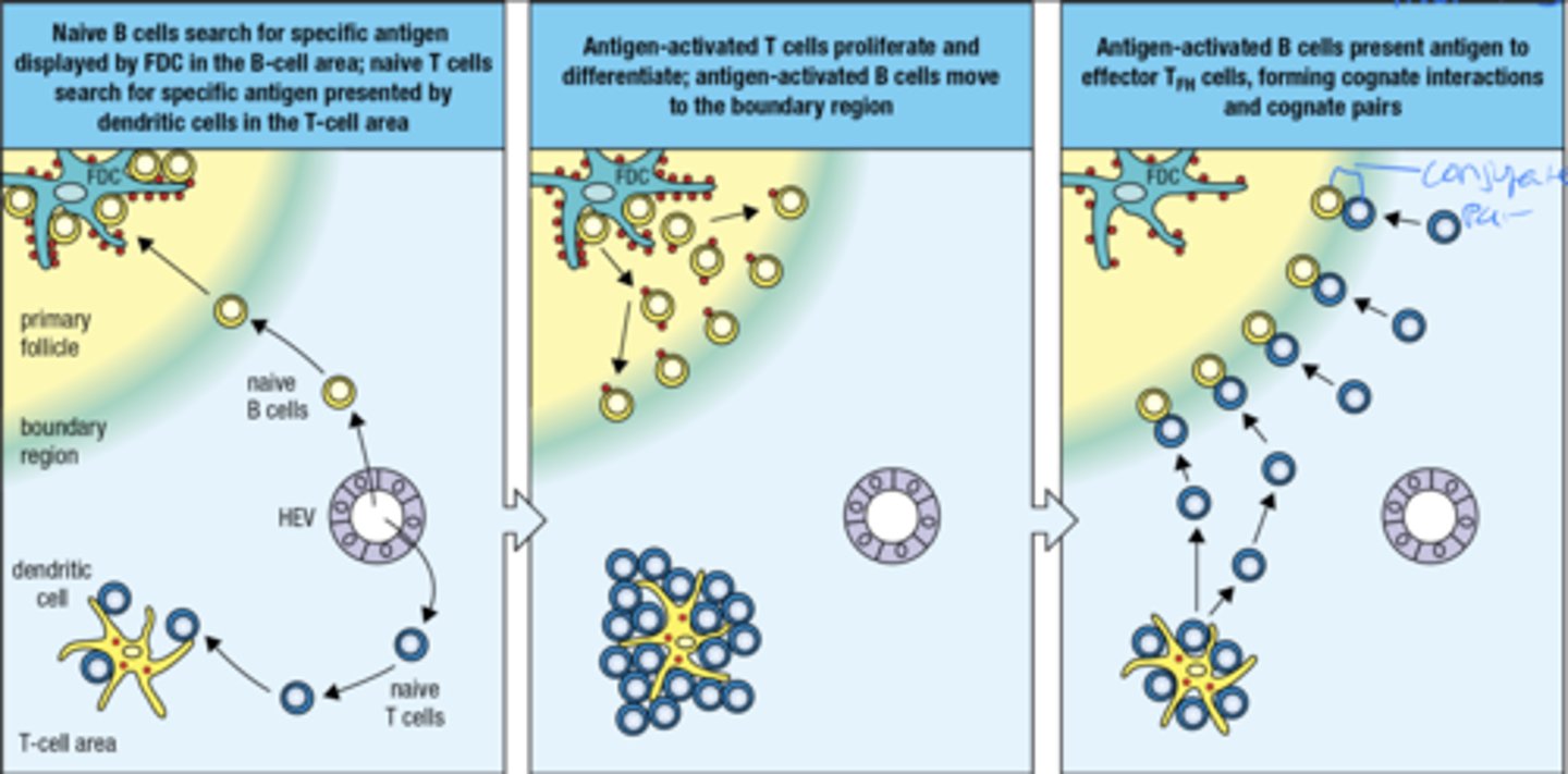 <p>1. naive B cells look for specific ag displayed by FDC in B cell area. naive t cells look for specific ag presented by dendritic cells in the t cell area </p><p>2. Ag-activated t cells proliferate and differentiate, ag-activated b cells move to the boundary region </p><p>3. Ag-activated B cells present ag to effector TFH cells, forming cognate interactions and pairs (CD40 helps form cognate pairs)</p>