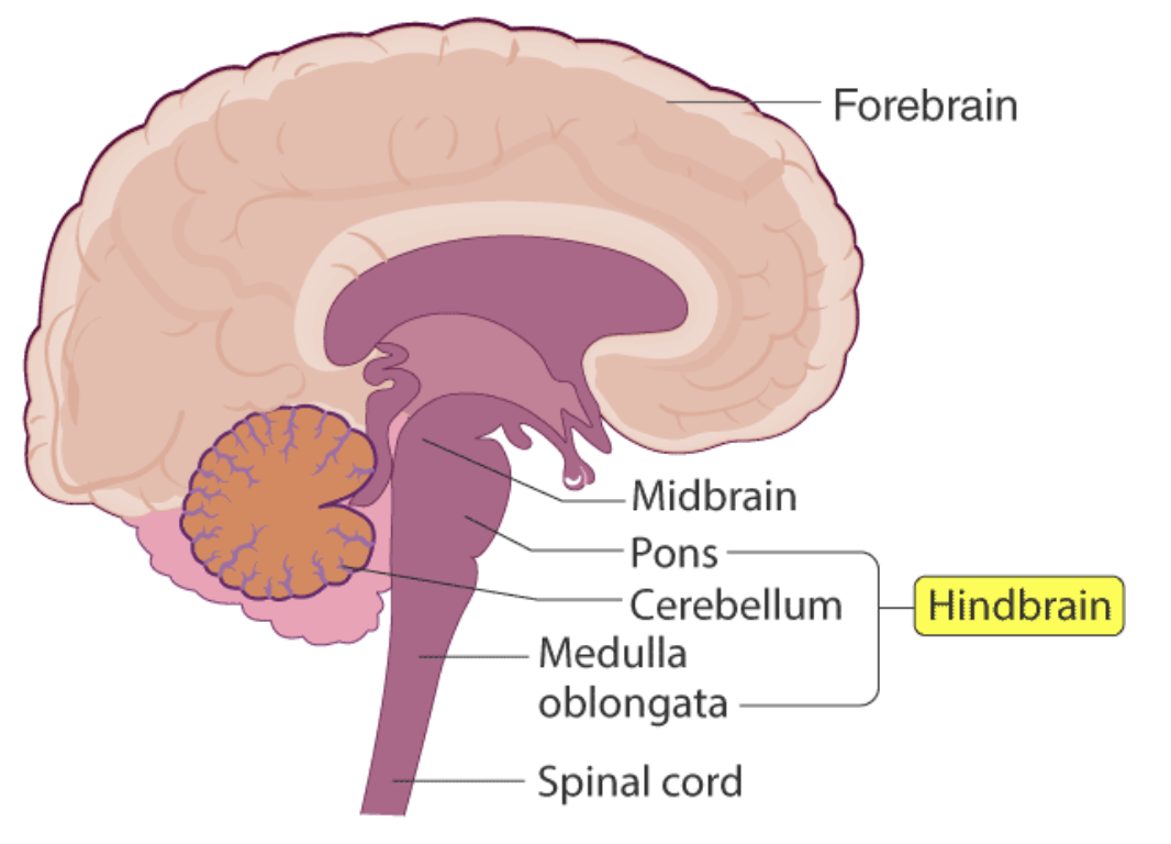<p>Structures of hindbrain</p>
