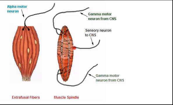 <p><span>Gamma neurons stimulate intrafusal muscle fibers which send proprioceptive information back to the brain through sensory pathways</span></p>