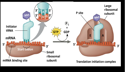 <p>Translation Initiation Stage: Step 1</p>
