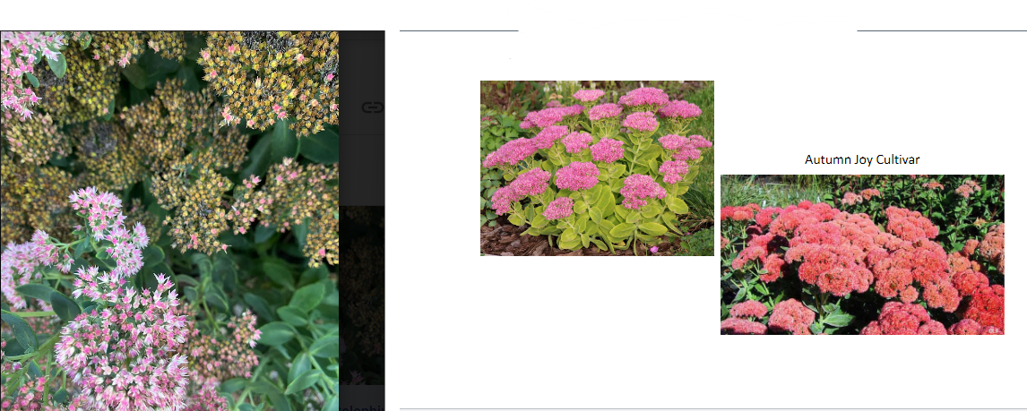 -succulent
-flowers dying this time of year (late september)