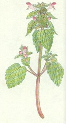 term image