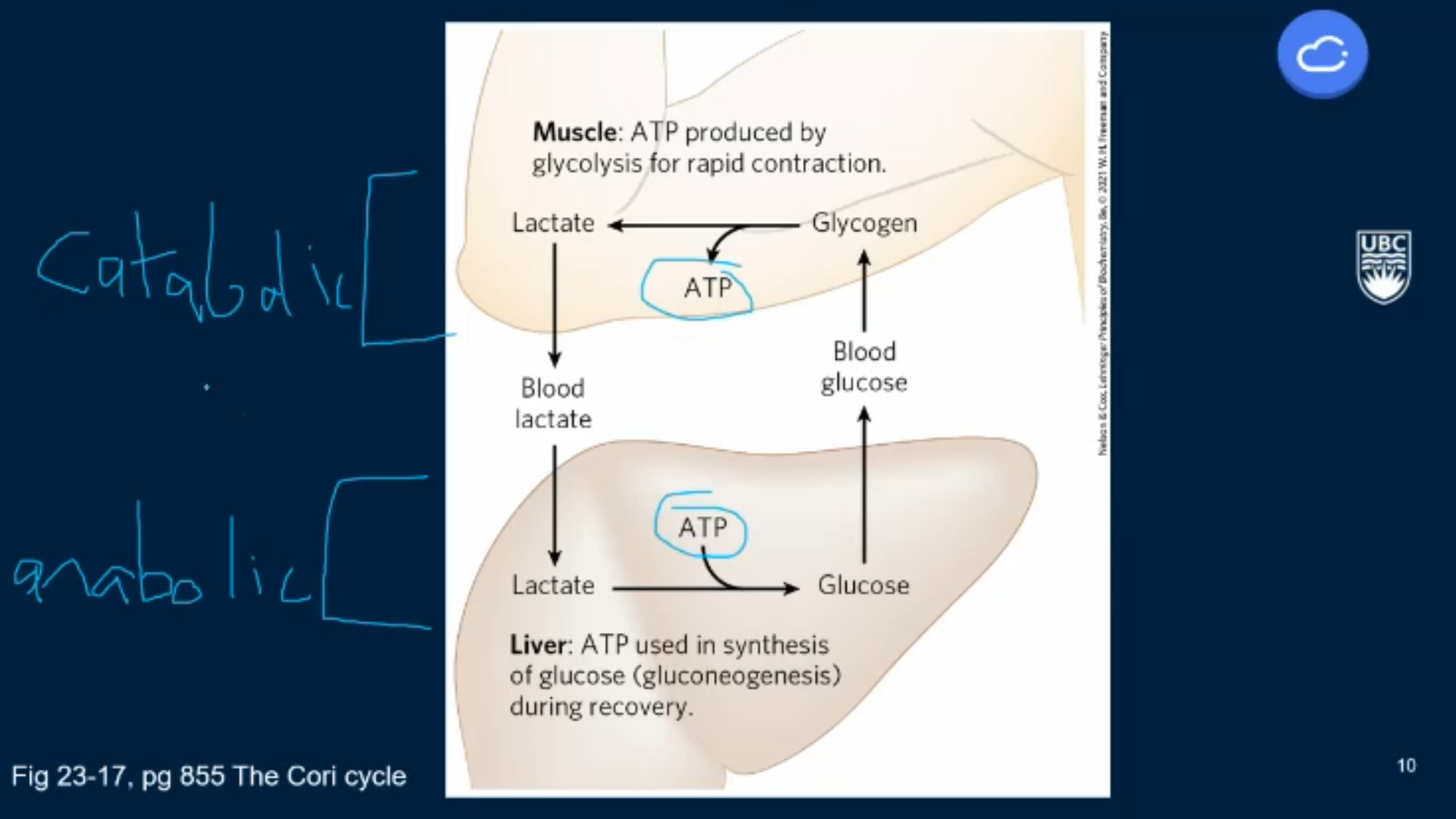 <p>In the muscles, ATP will be made by the conversion glycogen to lactate (catabolic). In the liver, ATP will be used to convert lactate to glucose (anabolic). </p>