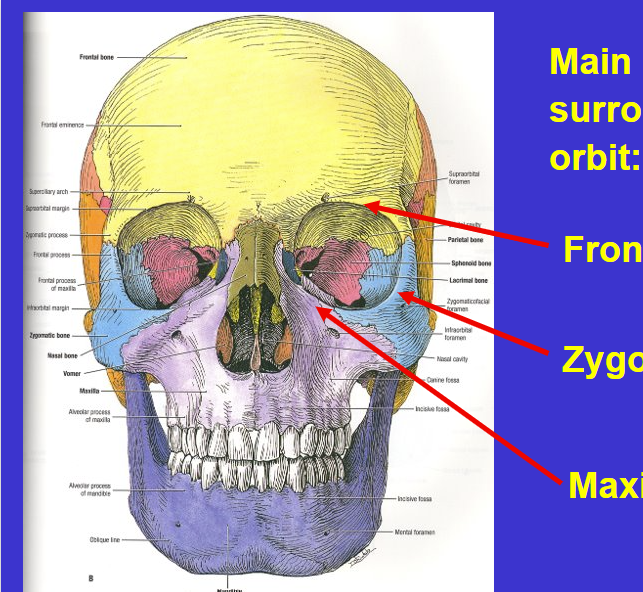 <p>orbit (eye socket)</p><ul><li><p>Surrounded by…</p><ul><li><p>Frontal, Zygomatic, &amp; Maxilla bone</p></li><li><p>Lacrimal on the side next to maxilla (dark green) &amp; Sphenoid bone in the back (in pink)</p></li></ul></li></ul><p></p>