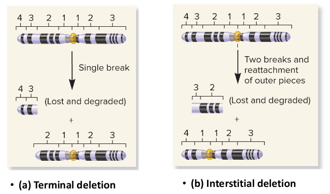 <p>When a chromosome is broken into two pieces (single break), the part without the centromere is eventually lost and the remaining chromosome is said to have this deletion.</p>