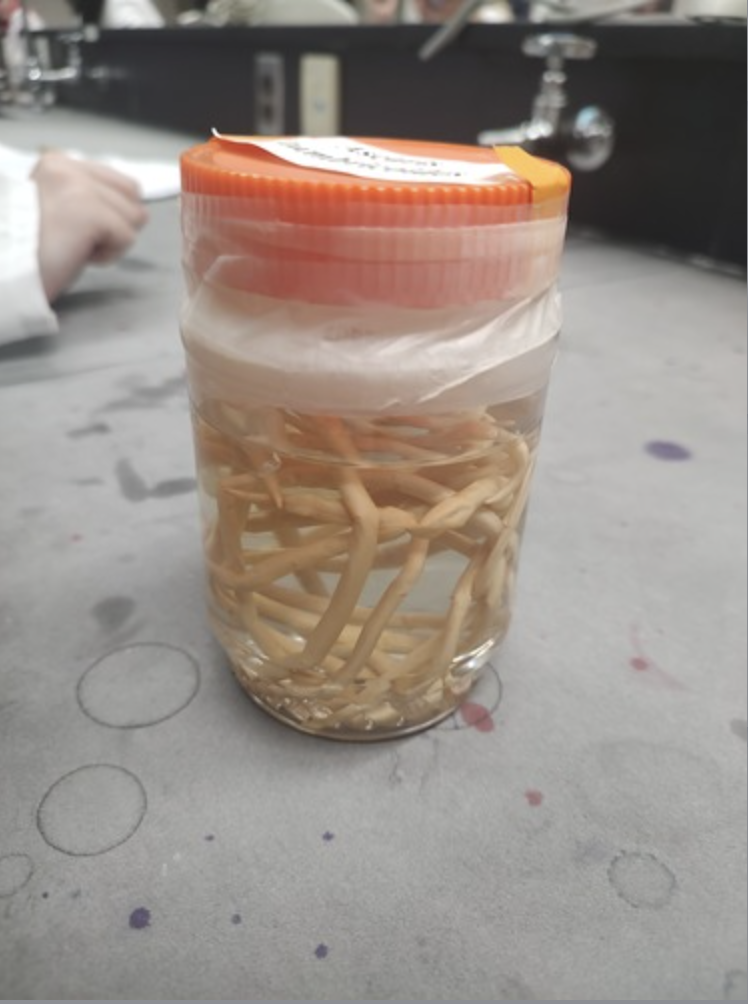 <ul><li><p>identify</p></li><li><p>m.o.t</p></li><li><p>infective stage</p></li><li><p>hosts</p></li></ul><p></p>