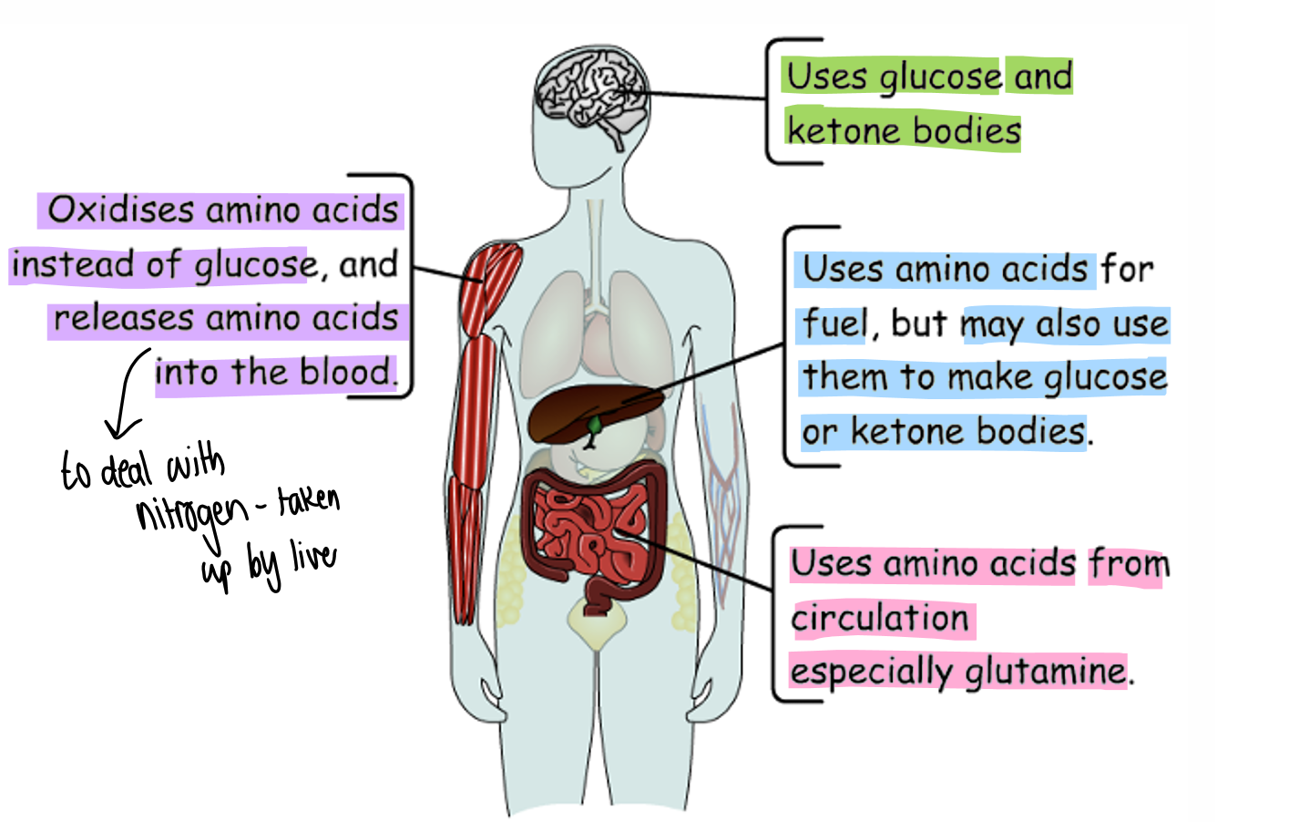 <p><span>-</span><span style="font-size: 7pt; font-family: &quot;Times New Roman&quot;">&nbsp;&nbsp;&nbsp;&nbsp;&nbsp;&nbsp;&nbsp;&nbsp;&nbsp; </span>In starvation increased metabolism of amino acids as want to avoid using up all the glucose that we have</p>