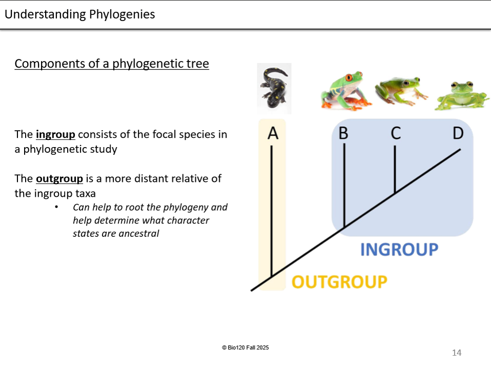 <p>Ingroup -</p><p>Most recent, closely related species</p><p></p><p>Outgroup -&nbsp;</p><p>Distant relative of the ingroup</p>