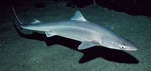 <p>Smooth Dogfish</p>