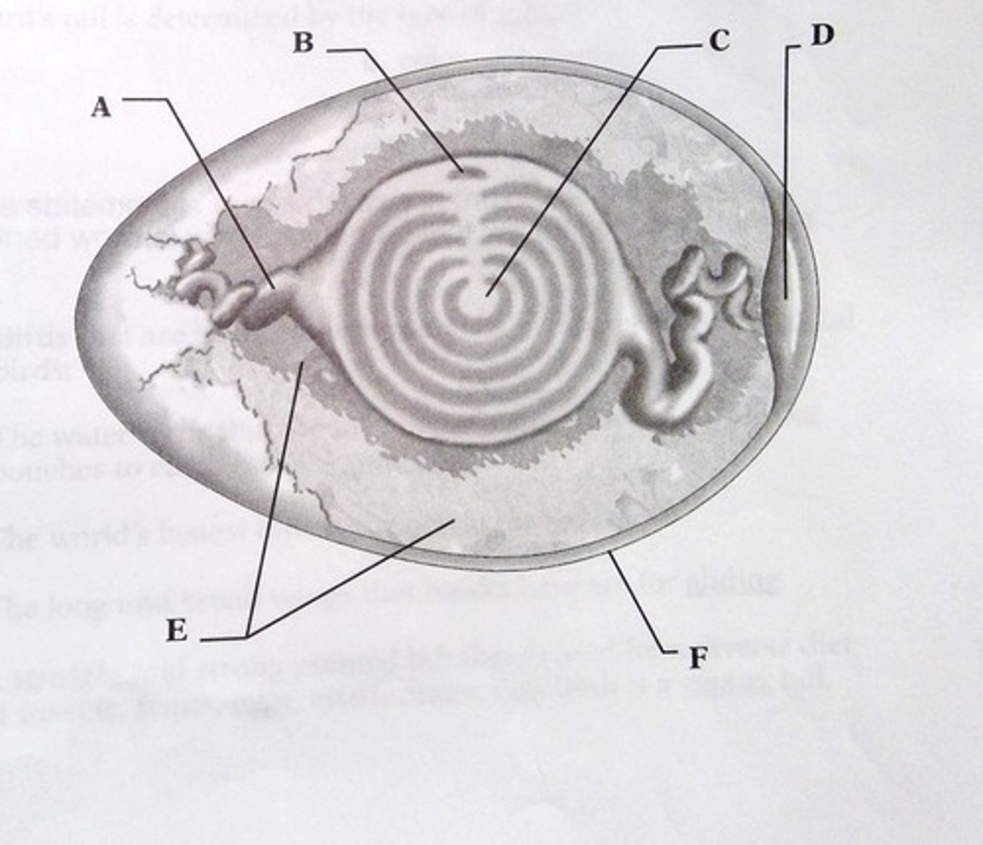 <p>Where are the nutrients stored in an egg? </p>