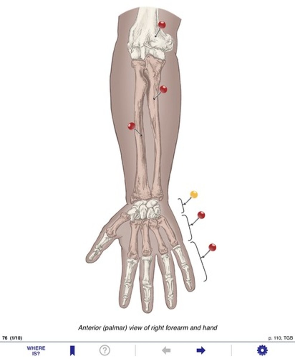 <p>Name the bone at the yellow pin</p>