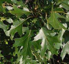 <p>-Leaves are large and significantly lobed</p><p>with points at the end of them</p><p>-The bark is dark brown/grey</p><p>-Leaves are shiny and bright green</p>