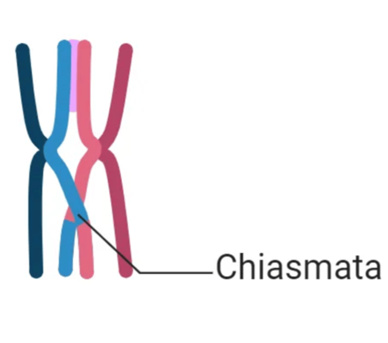 <p>cytogenetische zichtbare X-vormige gebieden bij gepaarde homologe chromosomen waar crossing over heeft plaatsgevonden</p>