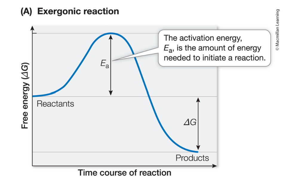 <p><span style="font-family: Arial, sans-serif">negative ΔG, the reaction releases energy (chemical energy stored in bonds of the products is less than the chemical energy stored in the bonds of reactants)</span></p><p></p>
