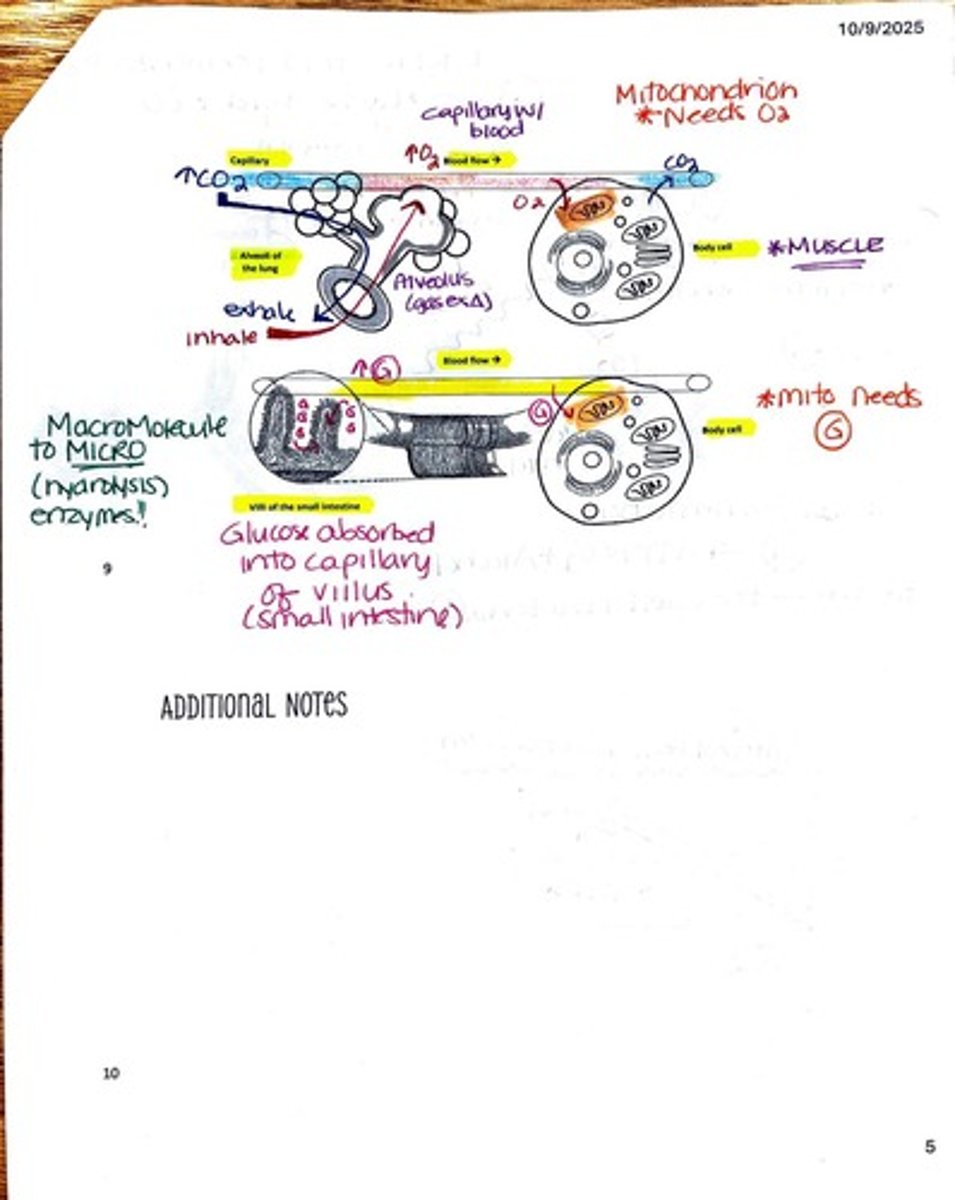 <p>The small intestine is the primary site for nutrient absorption, where digested macromolecules enter the bloodstream.</p>