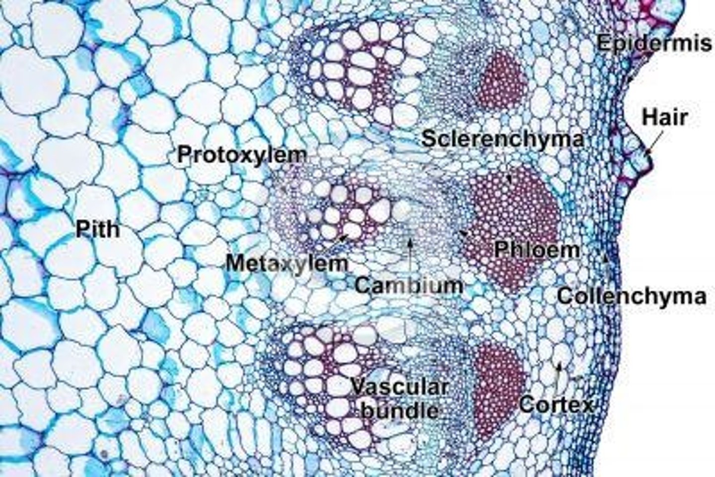 <p>Characterized by vascular bundles arranged in a ring.</p>