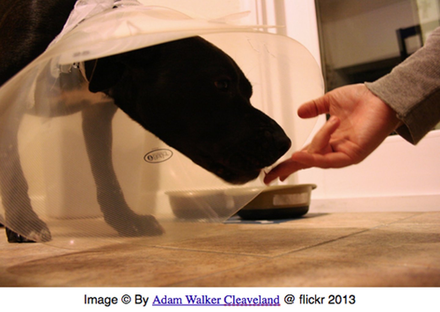 <p>(v.) to coax, persuade through flattery or artifice; to deceive with soothing thoughts or false promises</p><p>Synonyms: wheedle, Inveigle</p><p>Antonyms: coerce, force</p>