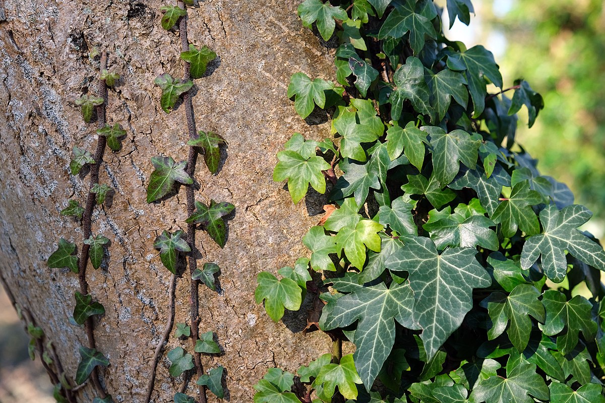 <p><img src="https://images.immediate.co.uk/production/volatile/sites/10/2021/09/hedera.helix_-02ba5c9.jpg?resize=768,574" alt="How to Grow and Care for English Ivy | BBC Gardeners World Magazine"></p>